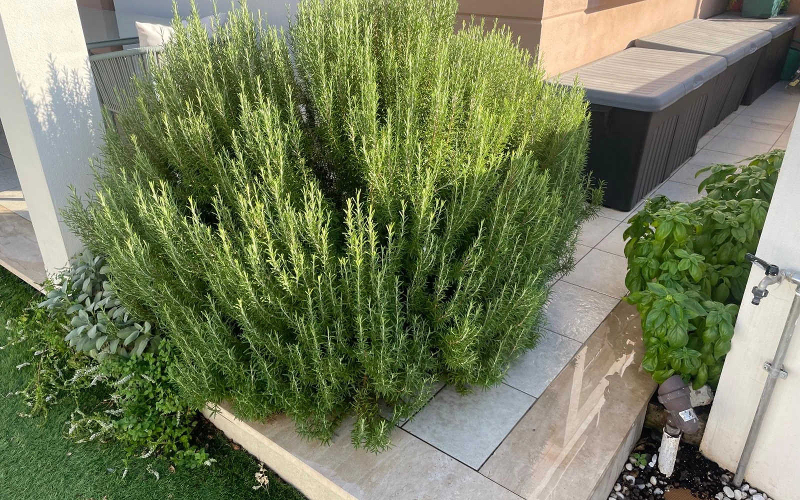 Il vialetto laterale con le piante aromatiche